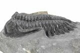 Multi-Toned Hollardops Trilobite Fossil - Ofaten, Morocco #381255-2